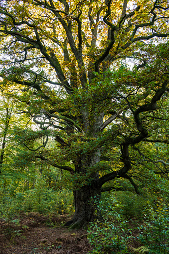 The mighty old oak tree called 