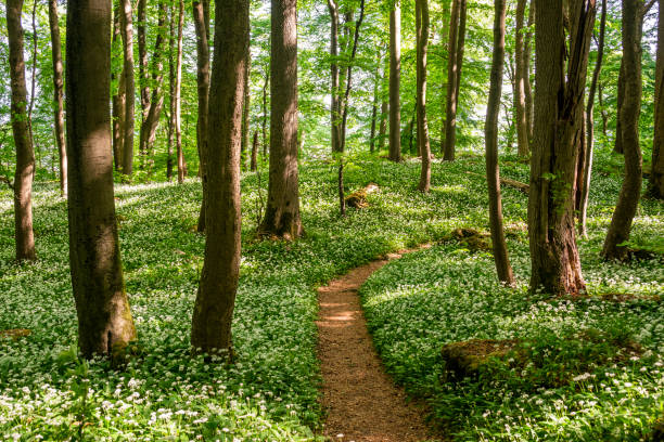 istock Spring forest footpath through flowering wild garlic (Allium ursinum), Ith, Germany 1429673478