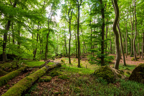 istock Lush green foliage in a beech forest in spring 1429673480