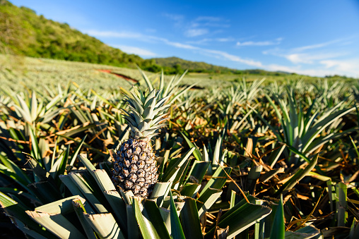 Closeup pineapple tropical fruit at farm against blue sky in Hua Hin, Thailand. Agriculture industry in summer at harvest.