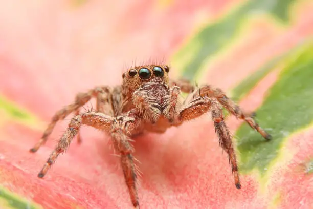Photo of Jumping spider on beautiful green leaf in the garden. Hyus spider on flowers with green background.