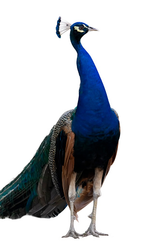 Dicut of peacock isolate on white background with clipping path. Portrait of blue bird on white background.