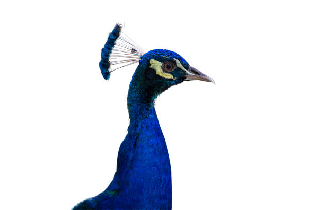 dicut des pfauenkopfes isolieren auf weißem hintergrund mit schnittpfad. nahaufnahme des blauen vogelkopfes auf weißem hintergrund. - close up peacock animal head bird stock-fotos und bilder