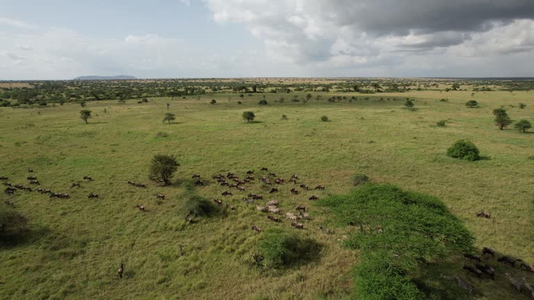 Zebra and Wildebeest migration from Serengeti to Maasai Mara