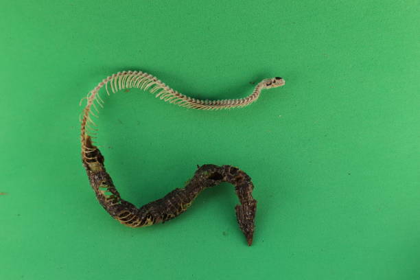 istock Dead blind snake isolated on green background.Skeleton detail, Skull, spine, ribs and tail.Exotic reptile.Anatolian, Turkish Worm Lizard, worm snake (Blanus strauchi) Non venomous.Dead animal 1429676830