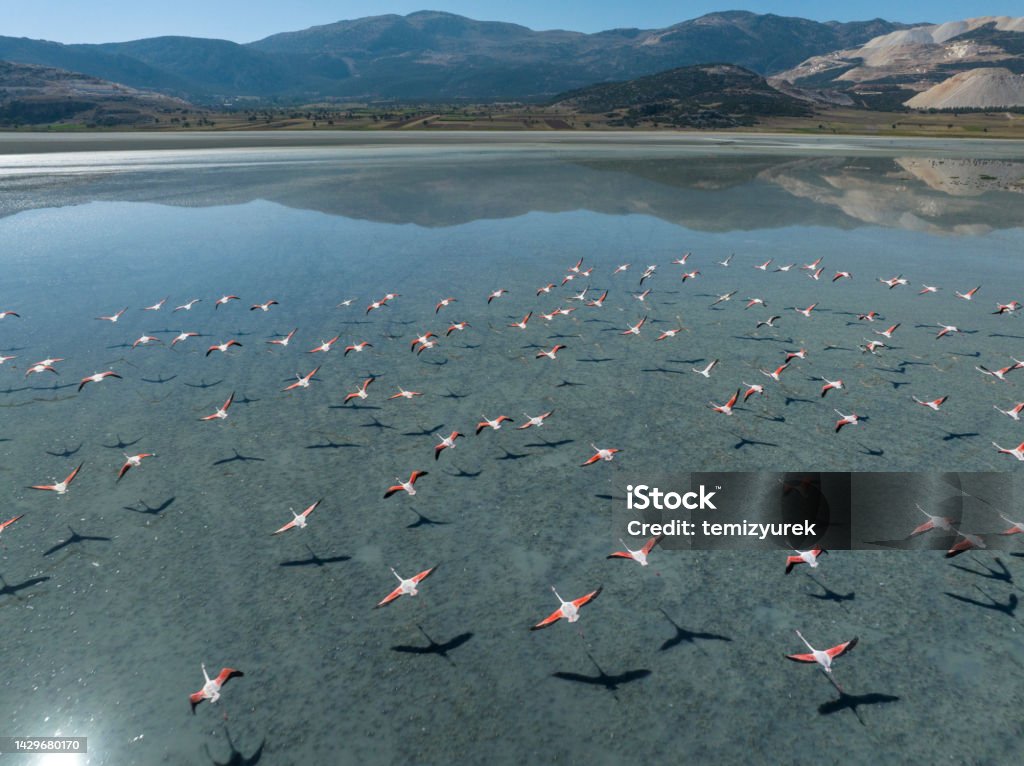 Flamingos flying on lake Aerial view of flamingos flying on lake. Taken via drone. Yarisli Lake in Burdur, Turkey. Aerial View Stock Photo