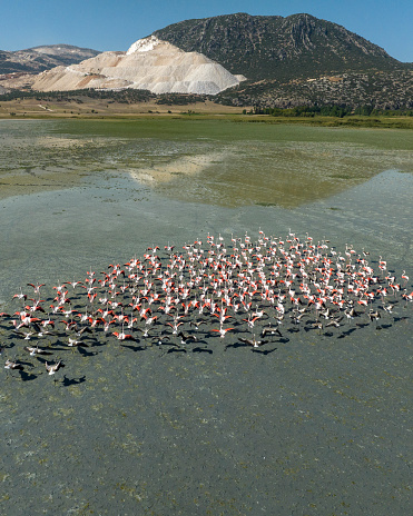 Aerial view of flamingos flying on lake. Taken via drone. Yarisli Lake in Burdur, Turkey.