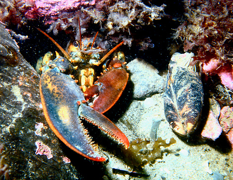 Maine Lobster hides in rock crevice along with sponge, clam and algae