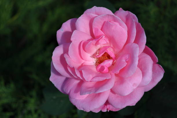 istock Splendid pink Rose flower closeup 1429684240