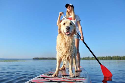 Front view picture of a golden retriever on the sup board