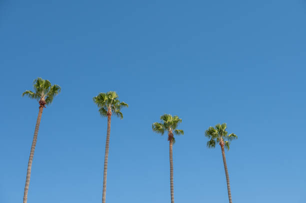 istock Low angle view of palm trees seen in a row 1429685828