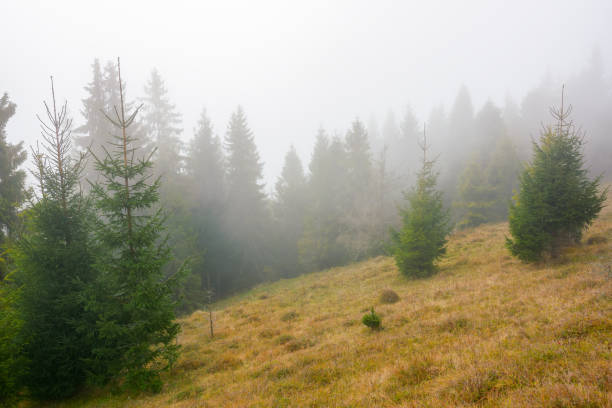 misty autumn landscape in the morning. coniferous trees on the hillside in weathered grass. wilderness nature adventures in fall season