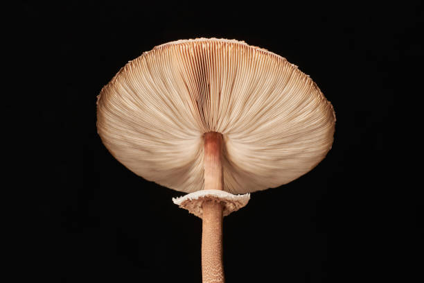 Macrolepiota procera parasol mushroom isolated on black background, brown mushroom with big cap Macrolepiota procera parasol mushroom isolated on black background, brown mushroom with big agaric gills cap and high stripe. Edible parasol mushroom with ring around stipe, natural vegetarians diet hypha stock pictures, royalty-free photos & images