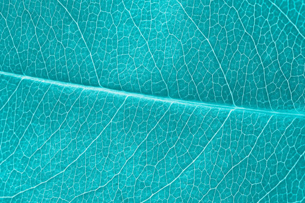 istock Macro leaf texture turquoise colorized with beautiful relief facture of plant, close up macro photo 1429686583