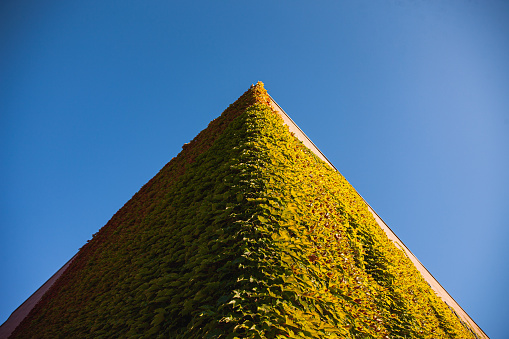 An old building in downtown Portland Oregon, covered with ivy growing on the walls of the building. Shot at the corner with converging lines.