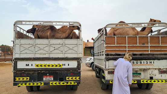 Al Aini, United Arab Emirates – July 20, 2022: Trucks transport camels to the Camel market in Al Ain, Abu Dhabi.
