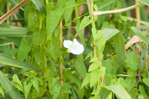 Close-up of hedge bindweed with selective focus on foreground