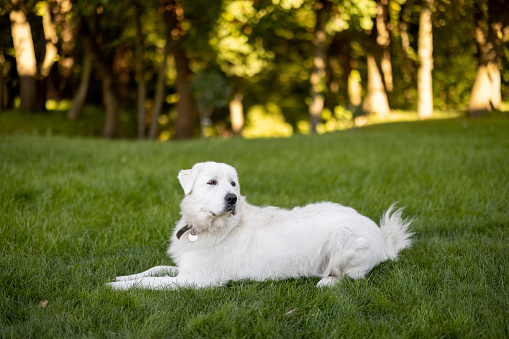 Portrait of adorable white dog lying on green lawn on nature. Italian maremma shepherd dog breed