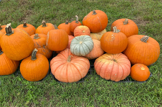 Free Stock Photo of Group of Pumpkins Sitting on the Ground | Download ...