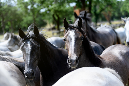 Quarter Horse Mare on black Background