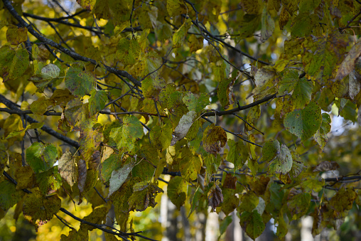 Close-up of a yellow birch tree leaf. Autumn landscape with tree leaves in the forest.