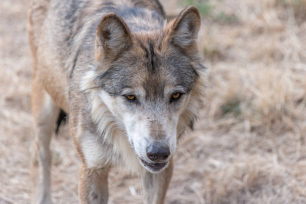 istock Mongolian wolf (Canis lupus chanco) in Gevaudan Park. 1429696020