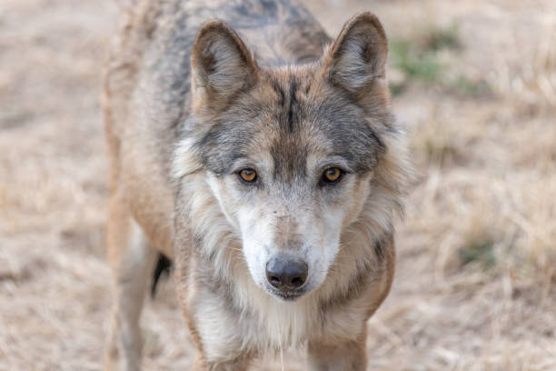 istock Mongolian wolf (Canis lupus chanco) in Gevaudan Park. 1429696054