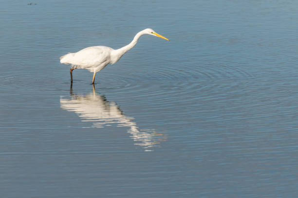 Great egret (Ardea alba) fishing in a marsh. Alsace, France.