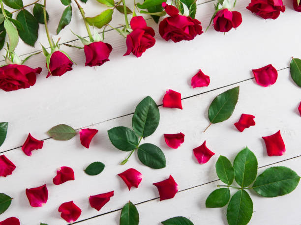istock pattern of red roses, petals and green leaves on a white background. 1429696523