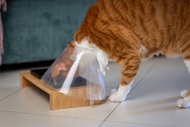 domestic cat in a protective collar on rehabilitation - coleira protetora imagens e fotografias de stock