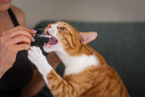 Cute cat-licking cat snacks. A tabby cat is eating cat treats from hand women, Healthy food