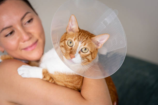 help and protection of animals, home care