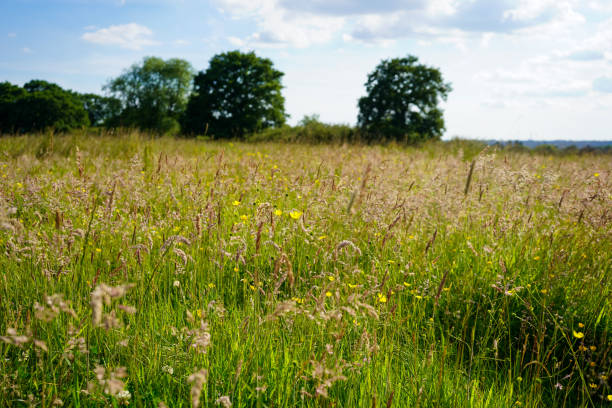 Tall grass growing in a field