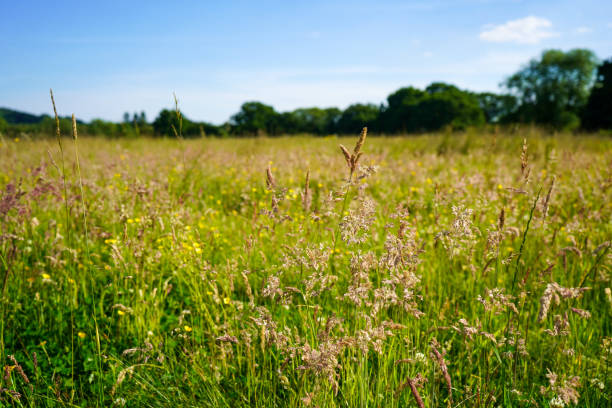 herbes hautes poussant dans un champ - grass tall timothy grass field photos et images de collection