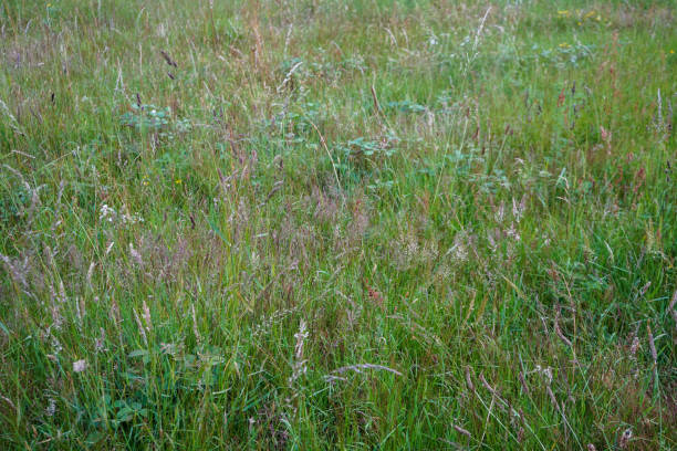 istock Tall grass growing in a field 1429698117