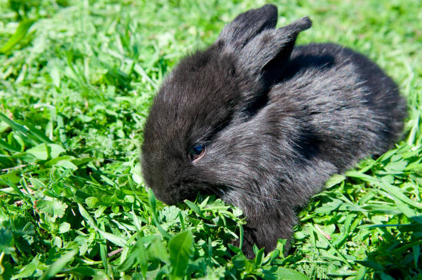 istock Little rabbit on a green meadow. 1429698244
