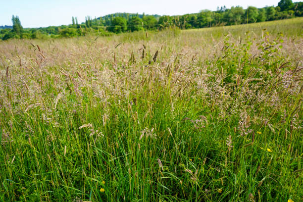 herbes hautes poussant dans un champ - grass tall timothy grass field photos et images de collection