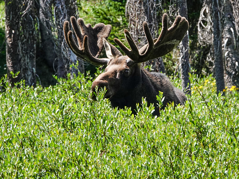 Bull moose in the Snowy Range of Wyoming's Medicine Bow Mountains