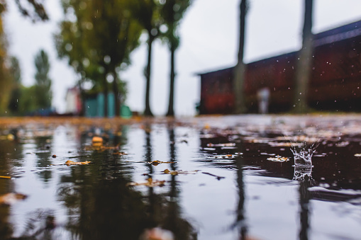 Raindrops on asphalt. Fallen yellow leaves. Rain. Rainy weather. Autumn