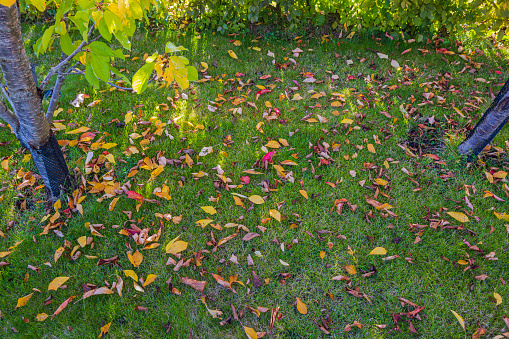 Beautiful autumn view of fallen leaves of cherry tree on still green lawn on sunny day. Sweden.