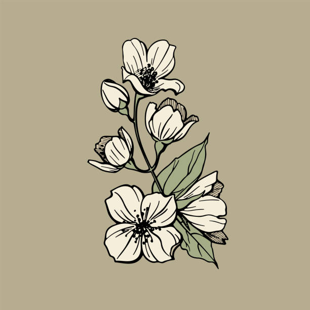 Hand drawn jasmine Wedding concept. Vector illustration EPS10. jasmine flower bouquet stock illustrations