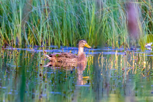 istock Ducks on the lake, summer. 1429702354