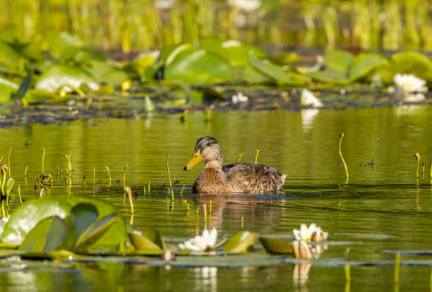 istock Ducks on the lake, summer. 1429702464