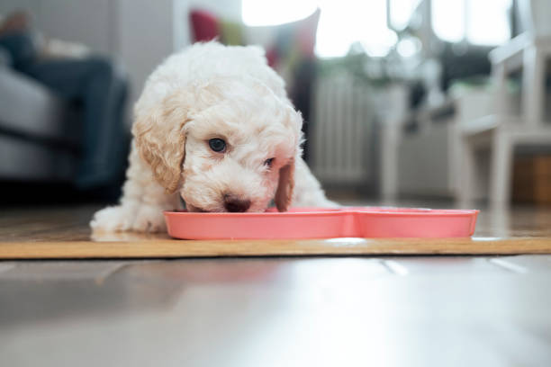 simpatico cucciolo di lagotto romagnolo che mangia - dog eating puppy food foto e immagini stock