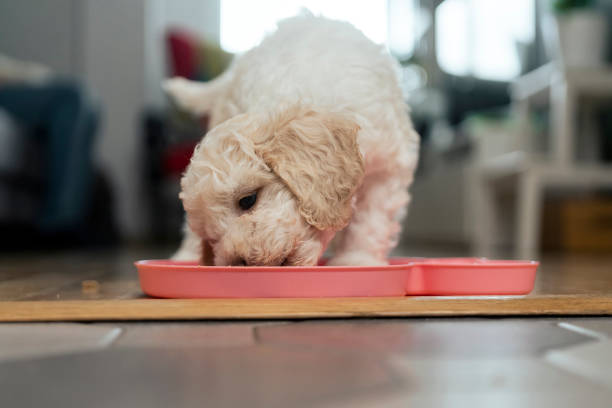 istock Cute Lagotto Romagnolo puppy eating 1429706155