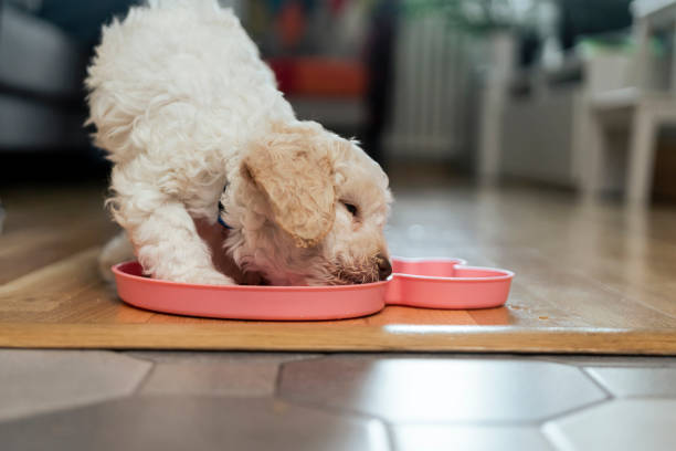 istock Cute Lagotto Romagnolo puppy eating 1429706158