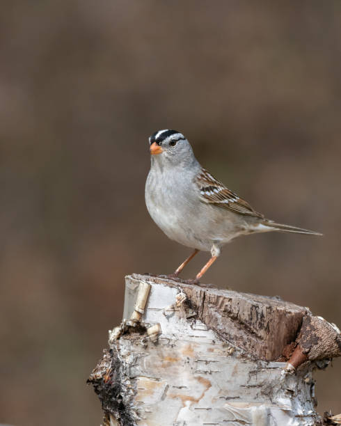 Male White-crowned Sparrow in Alaska