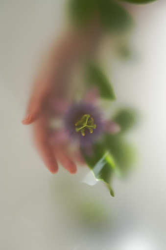 Close-up in an abstract blur filter of a passionflower branch with a purple flower held by a hand on a light background.