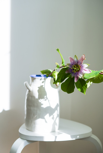 Fruit plant flower in a white vase in daylight. A branch of passionflower with a large beautiful purple flower