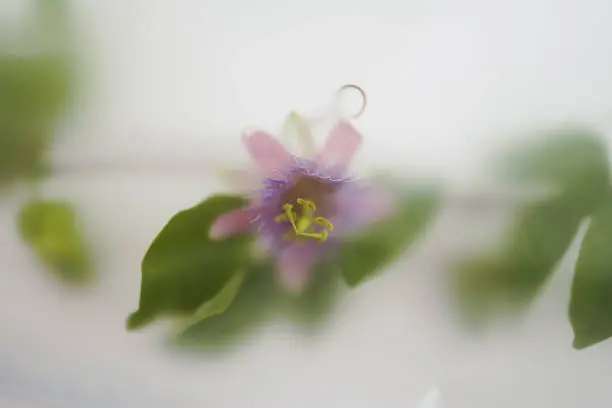 Purple big flower with leaves in abstract blur filter. A branch of passionflower